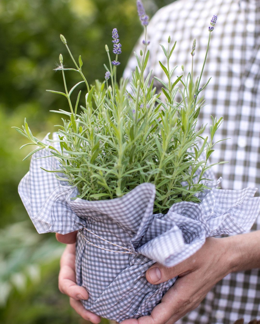 Potted lavender plant wrapped in blue gingham fabric held by two hands outdoors.